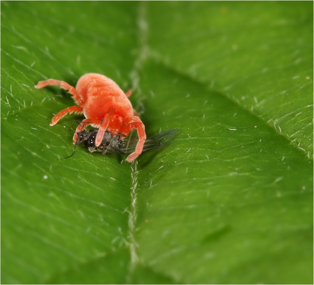 Festmahl einer Roten Samtmilbe (Trombidium holosericeum)