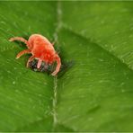 Festmahl einer Roten Samtmilbe (Trombidium holosericeum)