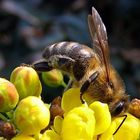 Festmahl für die Biene
