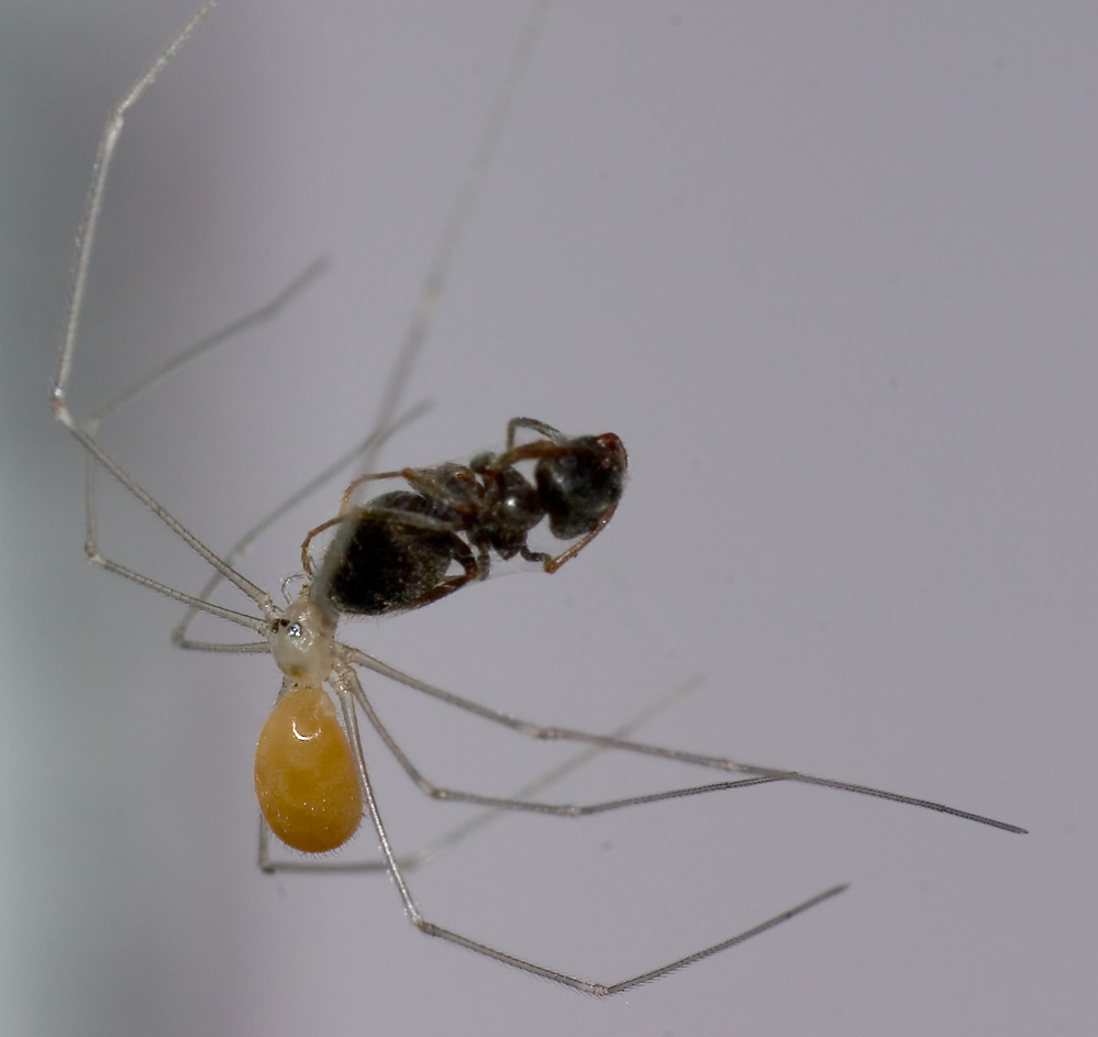 Festmahl für eine Zitterspinne