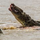 Festmahl für Krokodile