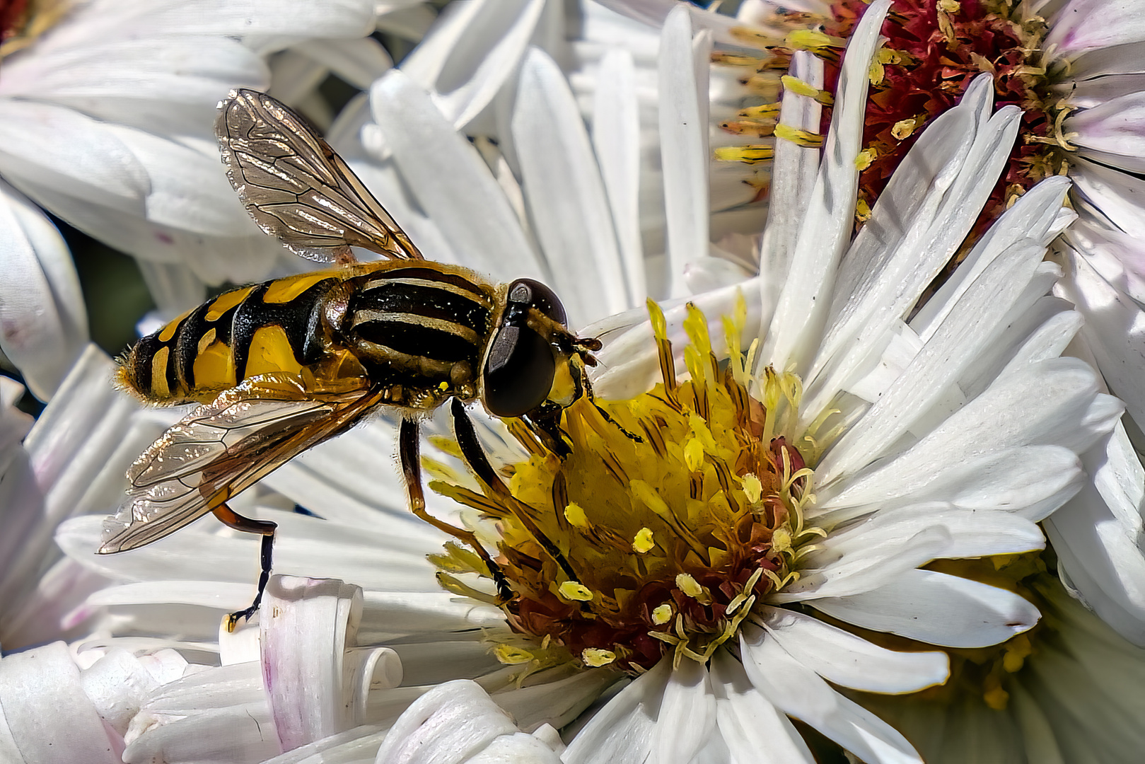 Festmahl (Hainschwebfliege)