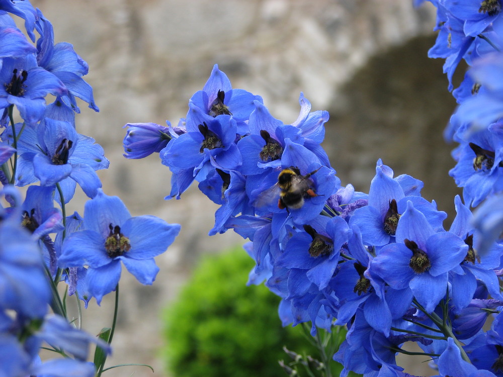 Festmahl in Blau