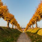 Feston -Allee des Schlosses Bothmer im Herbst