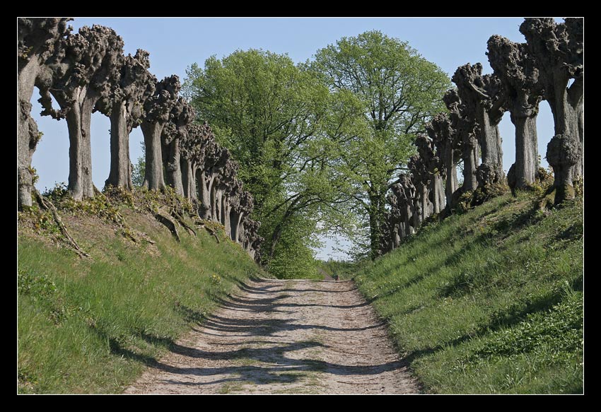 Feston-Allee Schloß Bothmer