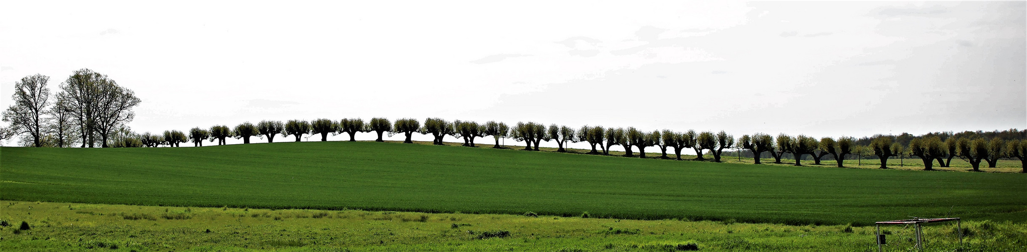 Festonallee am Schloss Bothmer