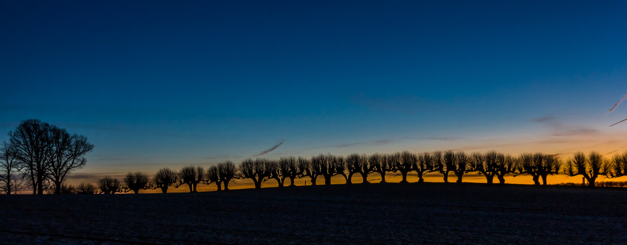 Festonallee im Abendlicht