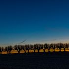 Festonallee im Abendlicht