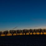 Festonallee im Abendlicht