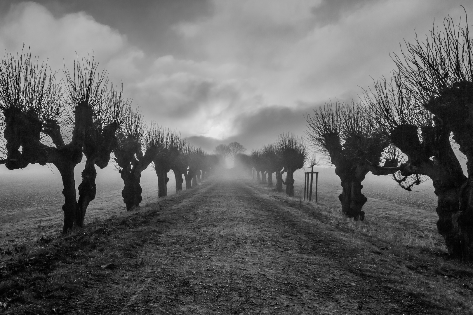 Festonallee im Nebel