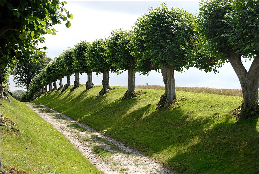 Festonallee Schloss Bothmer, Klütz