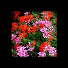 Festplattenblümchen - Hard disk Flowers 3