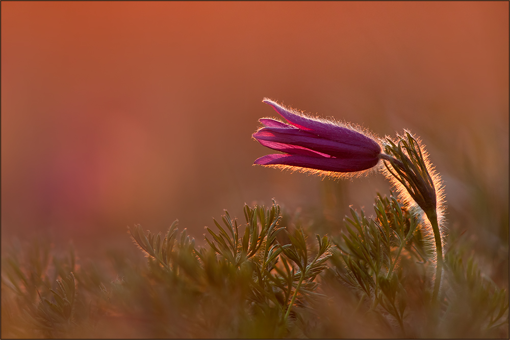 festplattenfund "pulsatilla im sonnenuntergang"