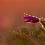 festplattenfund "pulsatilla im sonnenuntergang"