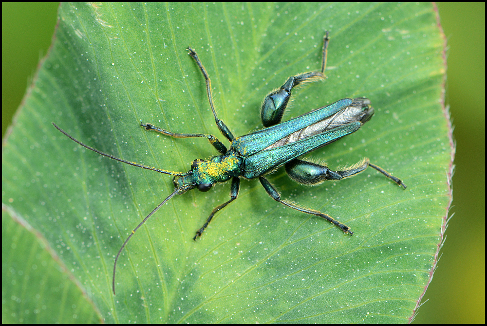 Festplattensommer (1) Blaugrüner Schenkelkäfer - Oedemera nobilis