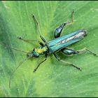 Festplattensommer (1) Blaugrüner Schenkelkäfer - Oedemera nobilis