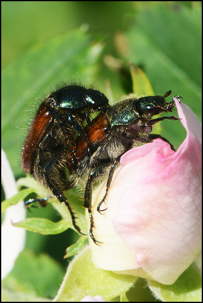 Festplattensommer (10) - Gartenlaubkäfer - Phyllopertha horticola