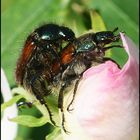 Festplattensommer (10) - Gartenlaubkäfer - Phyllopertha horticola