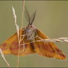 Festplattensommer (19) - Ampfer-Purpurspanner - männlich