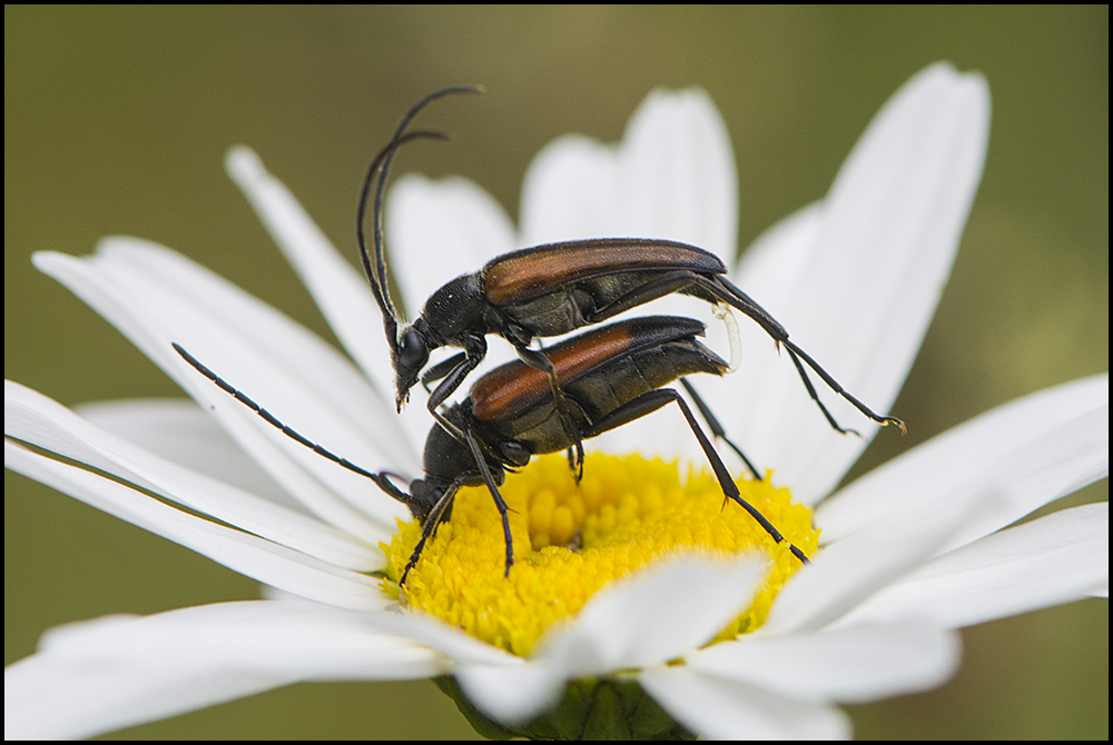 Festplattensommer (2) -  Kleine Schmalbock (Stenurella melanura, früher Strangalia m.)