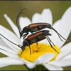 Festplattensommer (2) -  Kleine Schmalbock (Stenurella melanura, früher Strangalia m.)