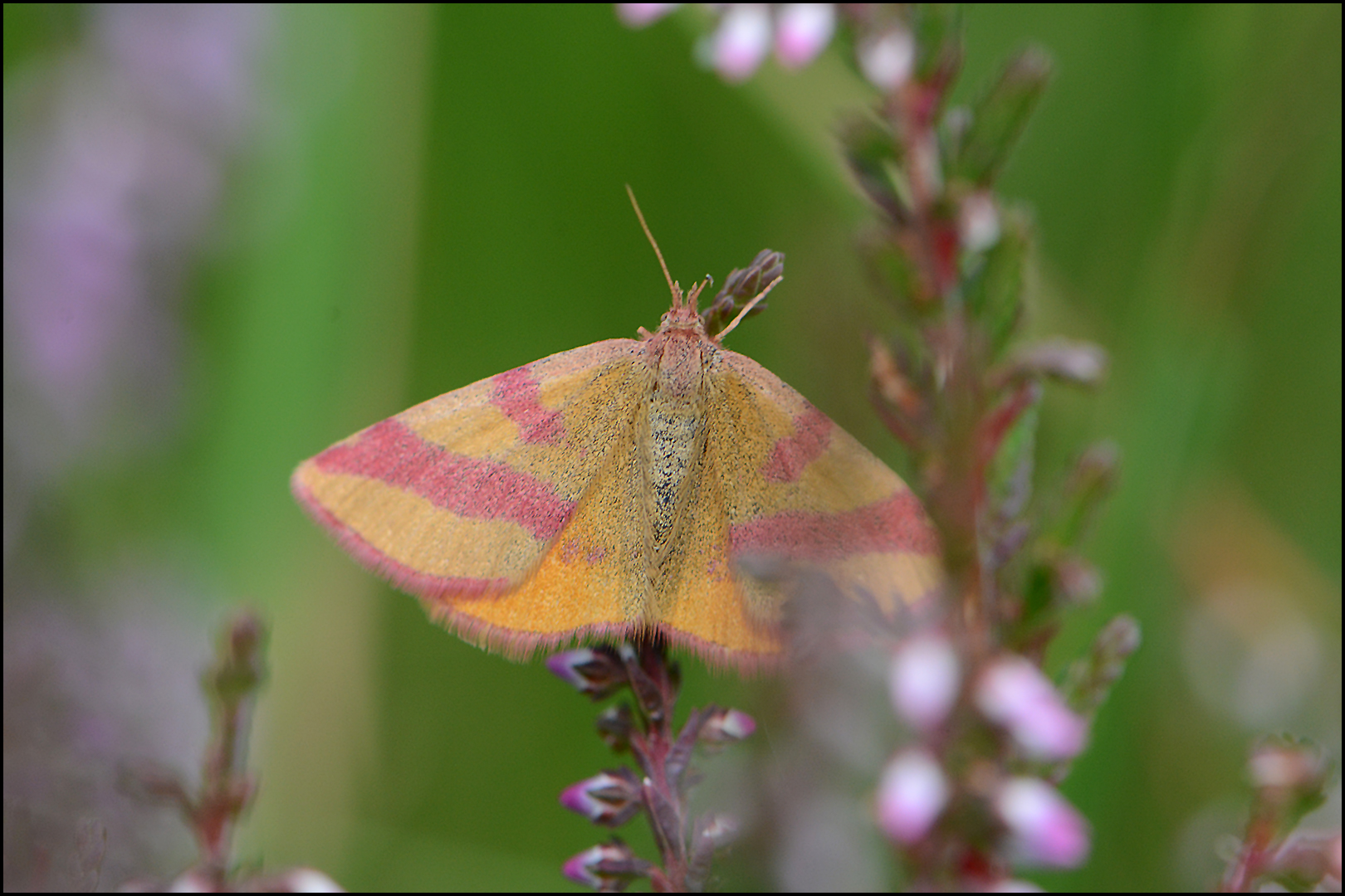 Festplattensommer (21) - Ampfer-Purpurspanner - weiblich