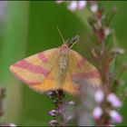 Festplattensommer (21) - Ampfer-Purpurspanner - weiblich