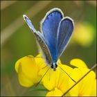 Festplattensommer (22) - Bläuling auf Ginsterblüte