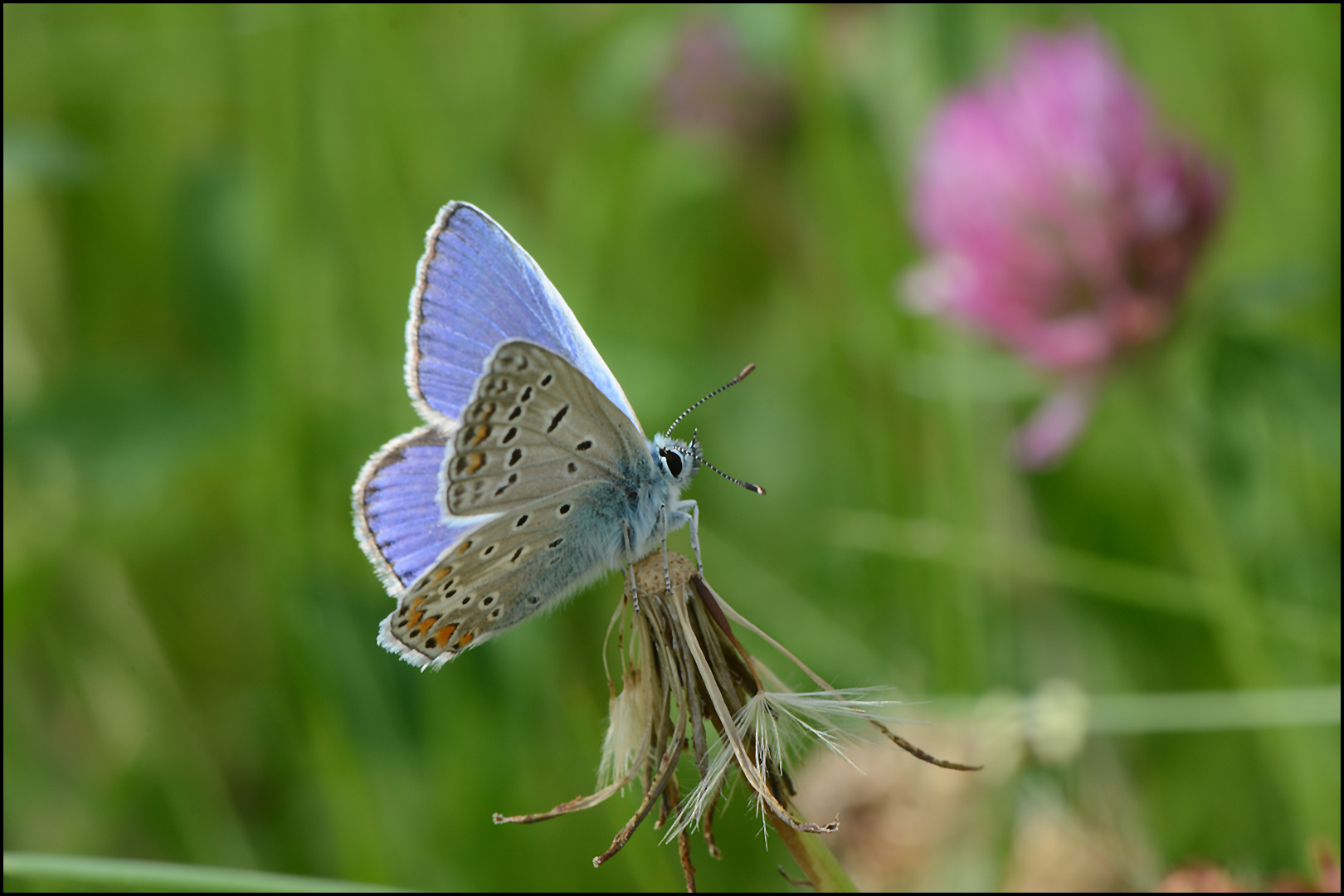 Festplattensommer (25) - Bläuling