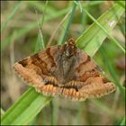 Festplattensommer (26) - Braune Tageule -Euclidia glyphica