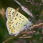 Festplattensommer (26) - Brauner Feuerfalter - Lycaena tityrus