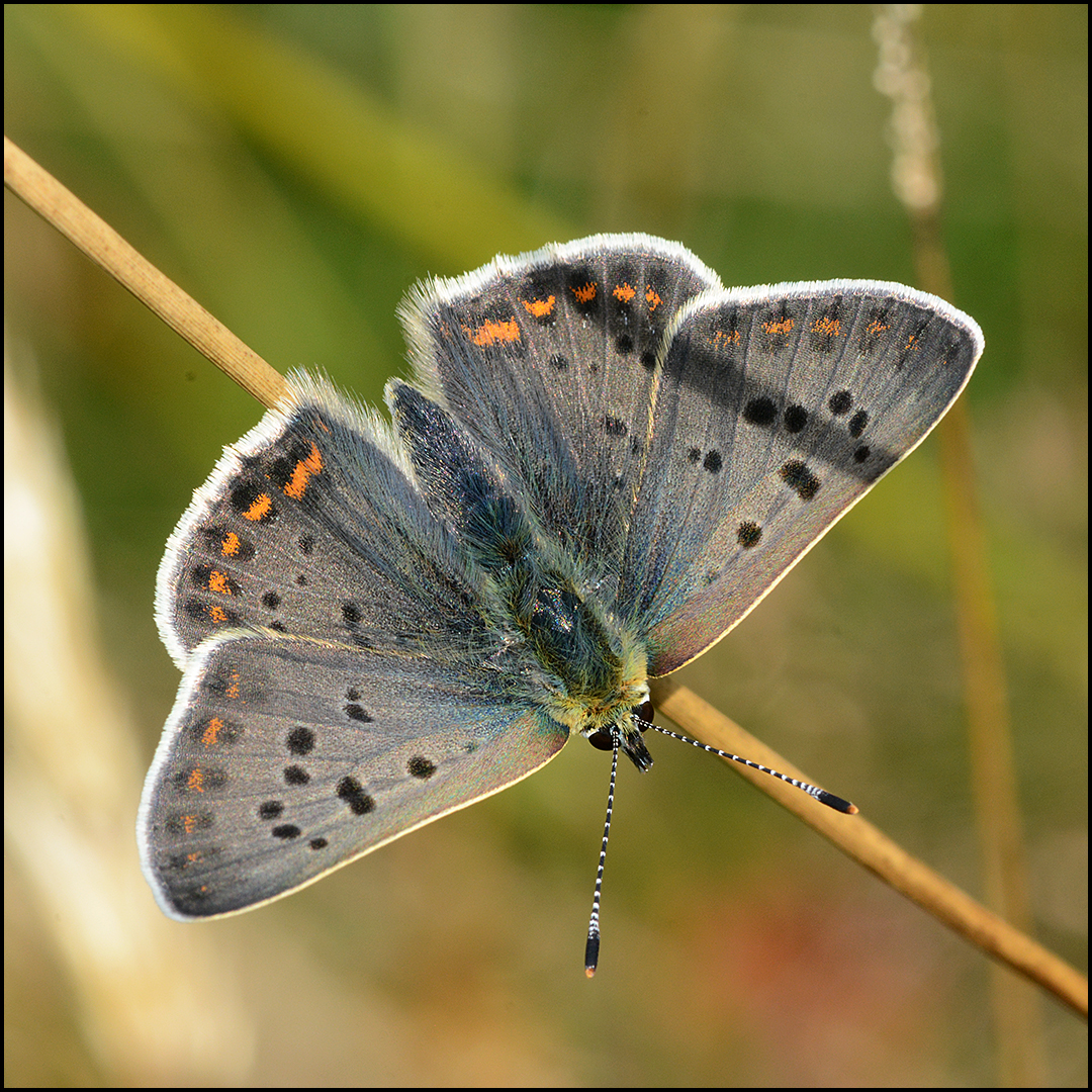 Festplattensommer (27) - Brauner Feuerfalter - Lycaena tityrus