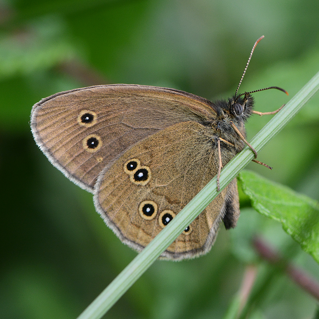 Festplattensommer (29) - Brauner Waldvogel - Aphantopus hyperantus