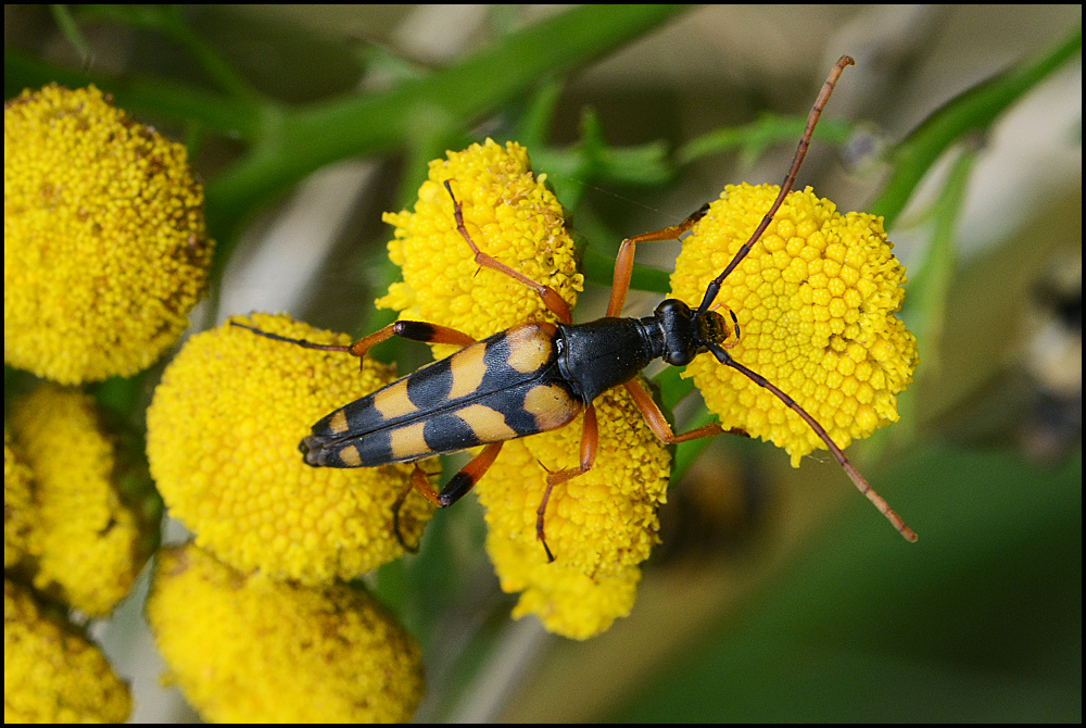 Festplattensommer (3) - Vierbindiger Schmalbock