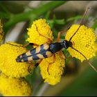 Festplattensommer (3) - Vierbindiger Schmalbock