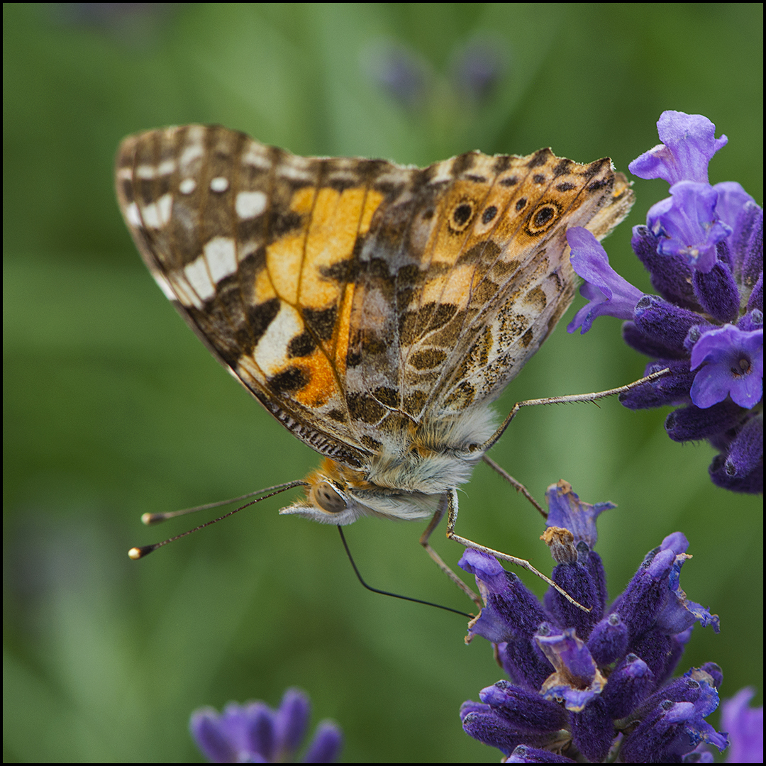 Festplattensommer (34) - Distelfalter - Vanessa cardui; Syn.: Cynthia cardui