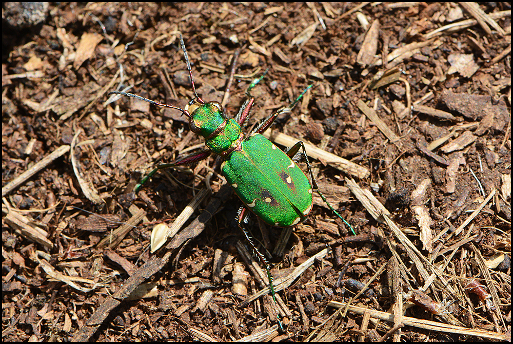 Festplattensommer (7) - Feldsandlaufkäfer - Cicindela campestris