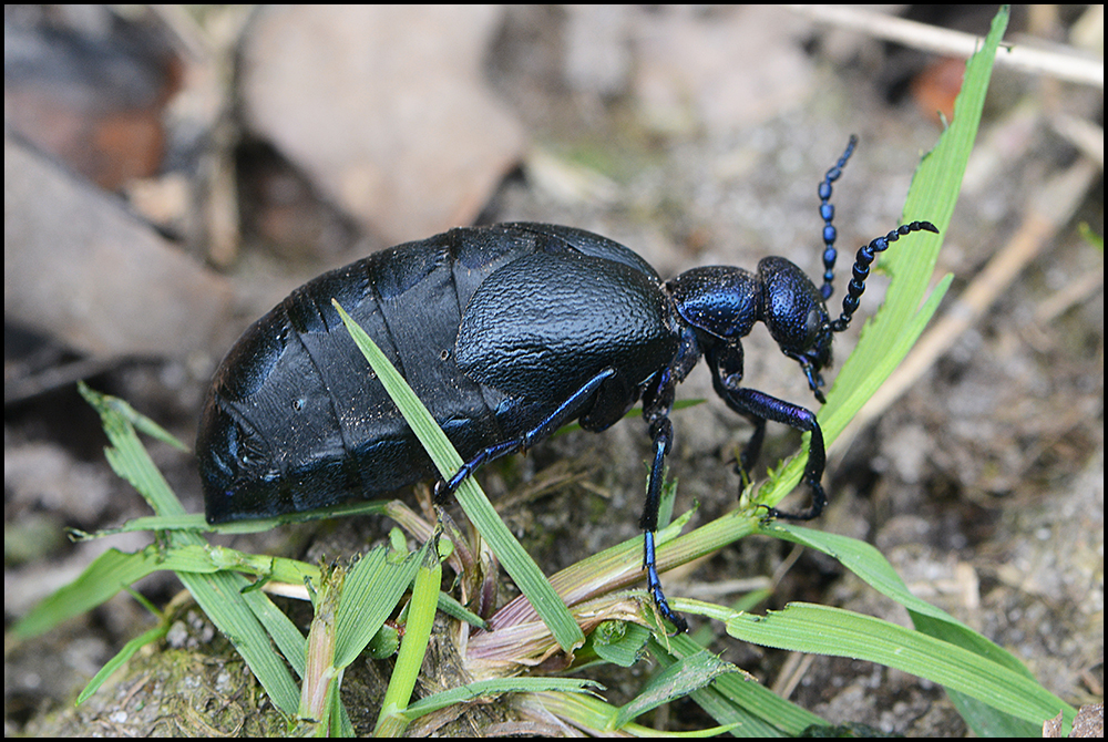 Festplattensommer (9) - Schwarzblauer Ölkäfer