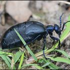 Festplattensommer (9) - Schwarzblauer Ölkäfer