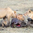 Festschmaus in der Masai Mara