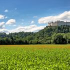 Festung Hohensalzburg mit Mohnblumen