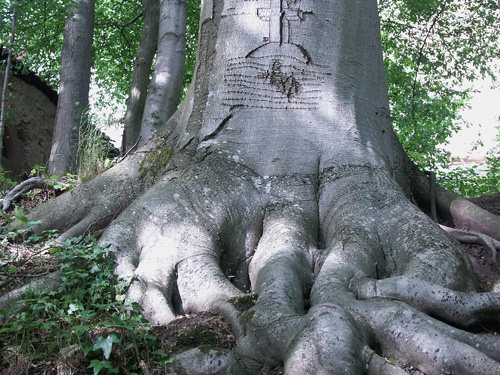 Festverwurzelter Glaube