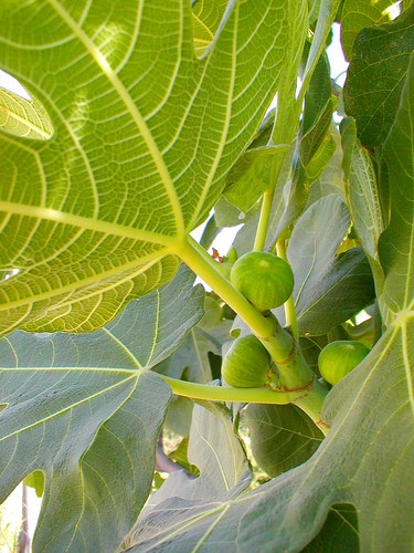 Fethiye Figs