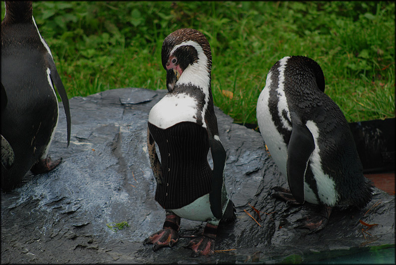 Fetisch Pinguin