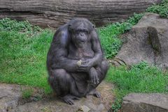 Fett absaugen für Affenfrauen