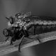 Insekten