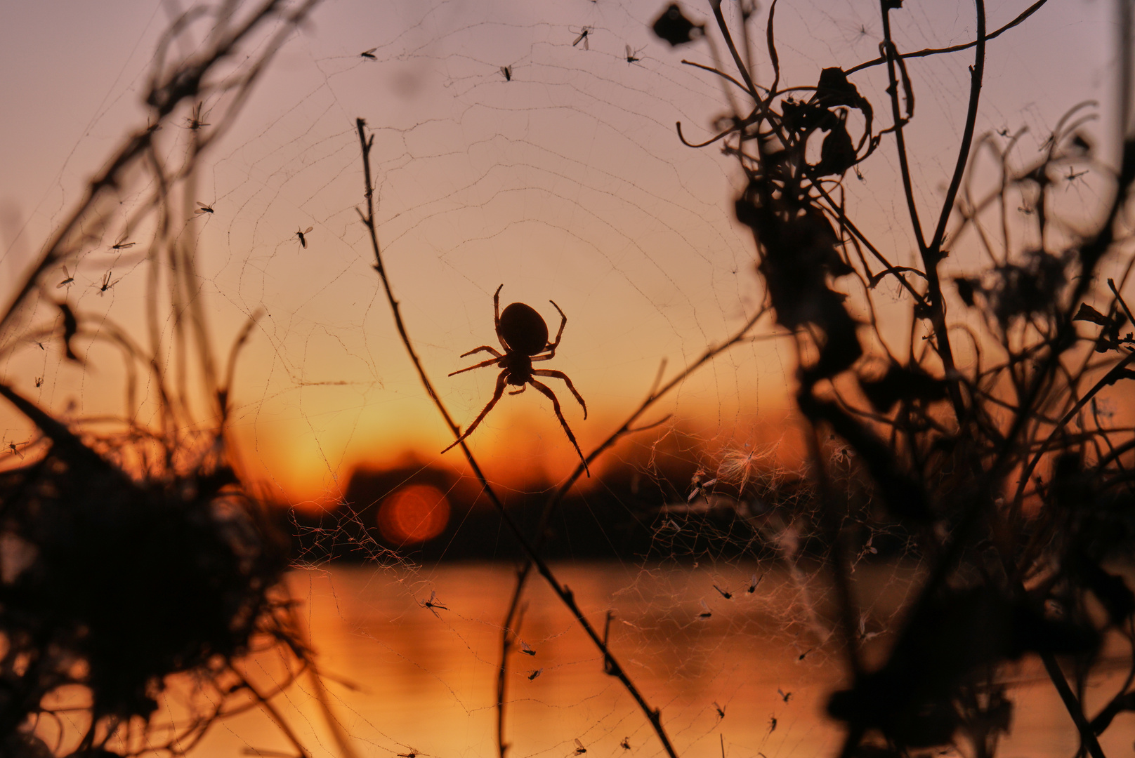 Fette Beute  am Abend