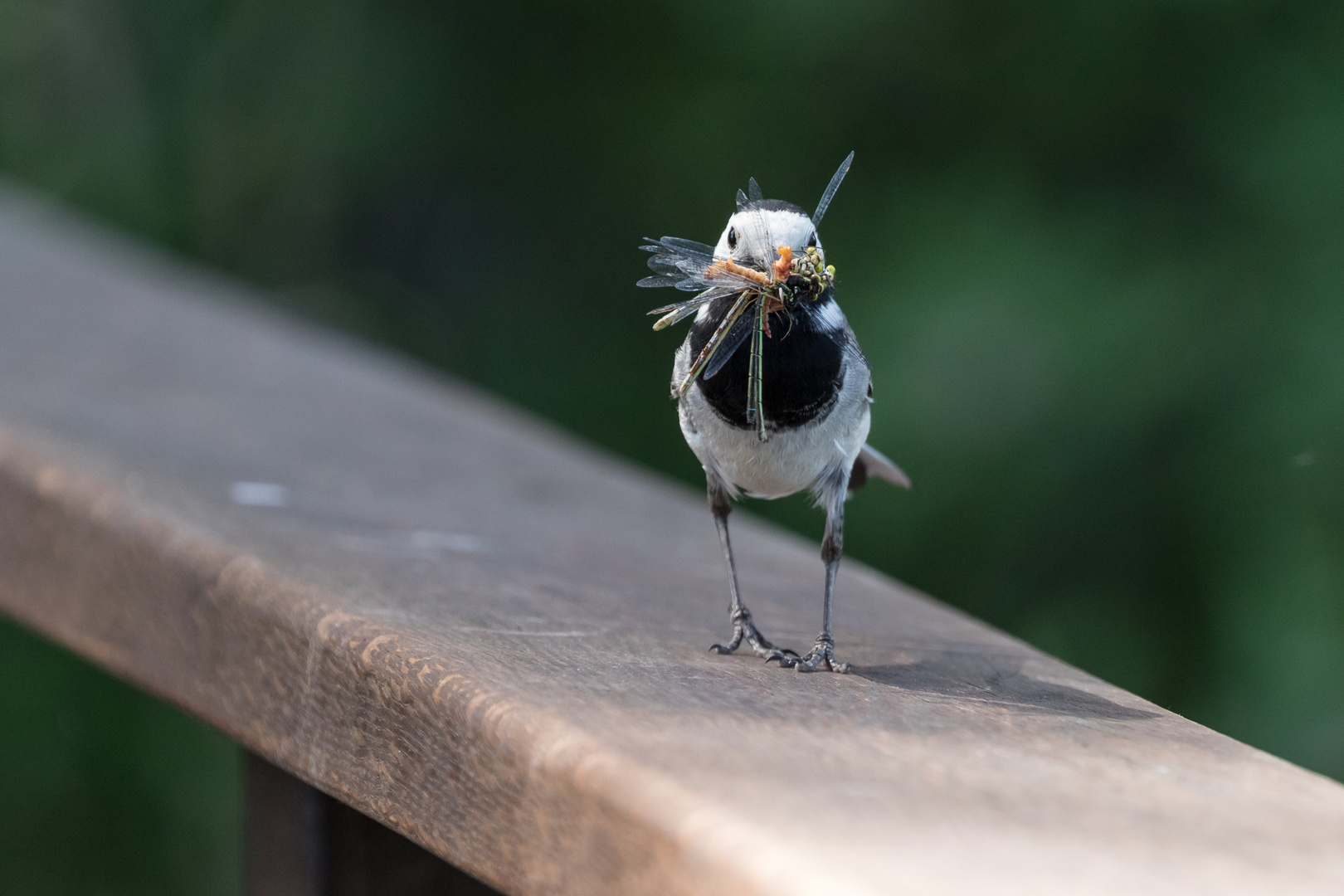 Fette Beute - Bachstelze hat am Bommer Weiher Insekten gesammelt