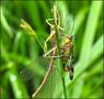 andere Insekten