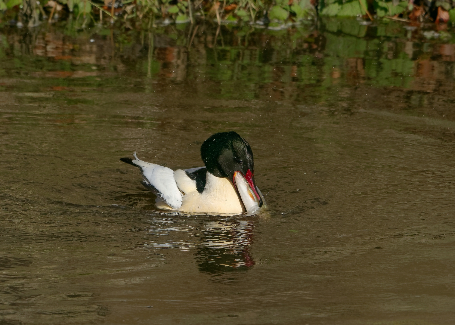 FETTE BEUTE - der Gänsesäge hat den Schnabel sehr voll genommen